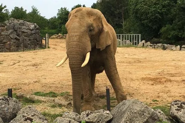 Colchester zoo
