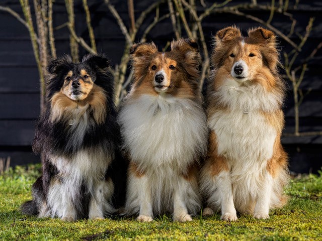 Dog Obedience Show